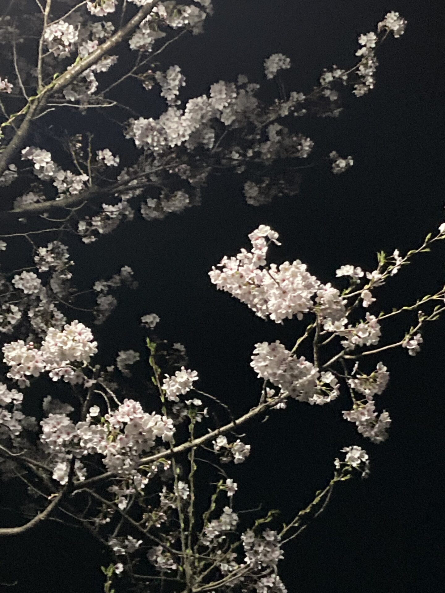 夜桜 yozakura